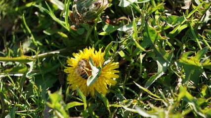 Bee and flower