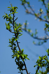 leaves against blue sky