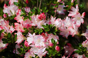 pink and white flowers