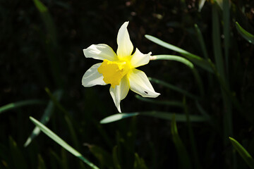 Obraz premium white narcissus flower