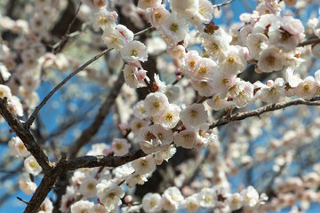 春先に上品に咲く梅の花たち