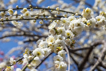 春先に上品に咲く梅の花たち