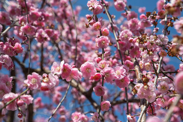 春先に上品に咲く梅の花たち