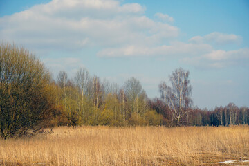 Obraz premium Spring on the shore of the lake. Sunny day in March. Last year's reeds and trees in the old park
