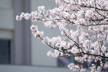 cherry blossom