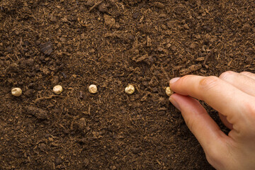 Young adult woman fingers planting green pea seeds in fresh dark brown soil. Closeup. Preparation...