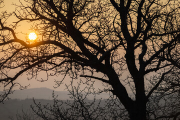 sunrise with branches of a tree