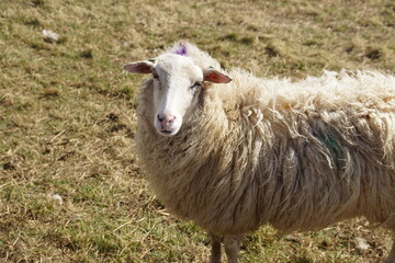 Closeup of a sheep in the Saenegheest polder nature reserve near the Dutch village of Bergen. Early spring. March, Netherlands.