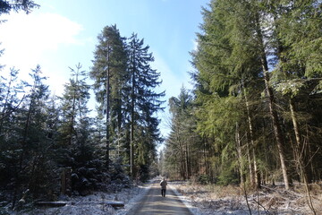 Schöne Waldlandschaft
