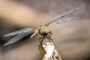 Libelle Nahaufnahme
