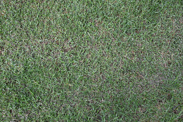 A neatly trimmed patch of lawn