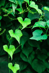 ハートの葉っぱ