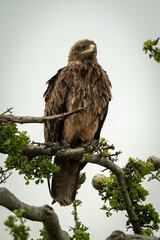 Tawny eagle on twisted branch facing right