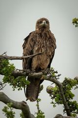 Tawny eagle on twisted branch looking ahead