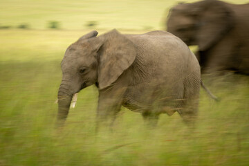 Slow pan of young African bush elephant