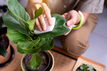 Hands woman using cotton wipe dust off leaves,Clean the leaves of houseplants,Plant Grooming - obrazy, fototapety, plakaty