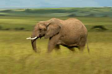 Naklejka na ściany i meble Slow pan of African bush elephant walking