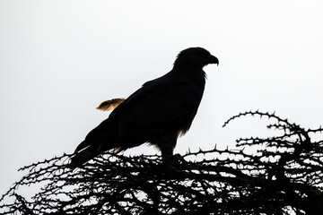 Silhouette of tawny eagle with loose feather