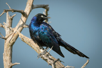 Naklejka premium Ruppell long-tailed starling on thornbush looking back
