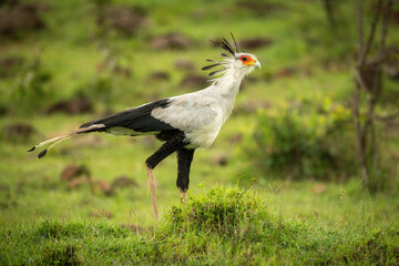 Secretary bird walks across grass near rocks