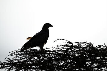 Silhouette of tawny eagle perched on thornbush