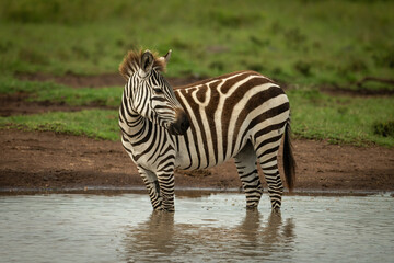 Fototapeta na wymiar Plains zebra stands in waterhole turning head