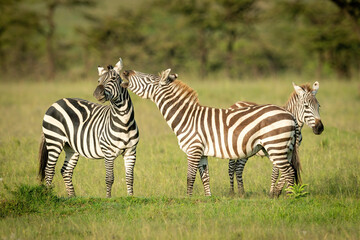 Fototapeta na wymiar Plains zebra stands nibbling another by foal