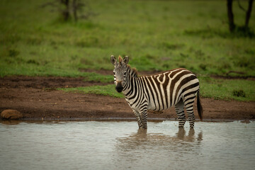 Fototapeta na wymiar Plains zebra stands in waterhole watching camera