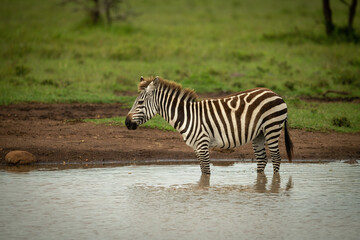 Fototapeta na wymiar Plains zebra stands in waterhole in profile