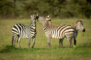 Fototapeta na wymiar Plains zebra stands biting another on grass