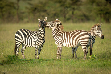 Fototapeta na wymiar Plains zebra stands biting another near trees