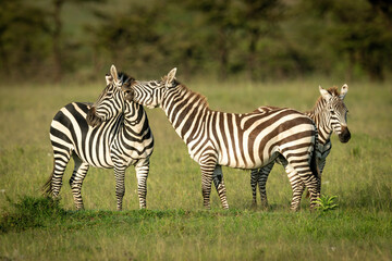Fototapeta na wymiar Plains zebra stands biting another by foal