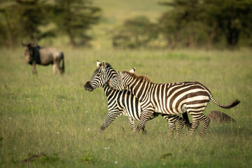 Fototapeta na wymiar Plains zebra stands biting another near wildebeest