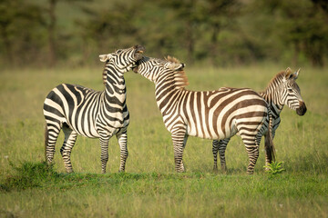 Plains zebra stands biting another in grass