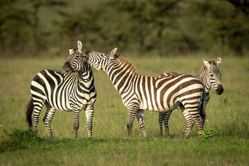 Fototapeta na wymiar Plains zebra stands biting another near foal