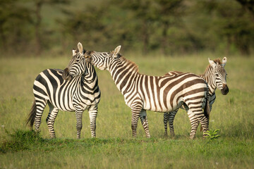 Fototapeta na wymiar Plains zebra stands biting another beside foal