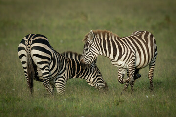 Fototapeta na wymiar Plains zebra play fight on short grass