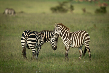 Fototapeta na wymiar Plains zebra nuzzle each other on grass