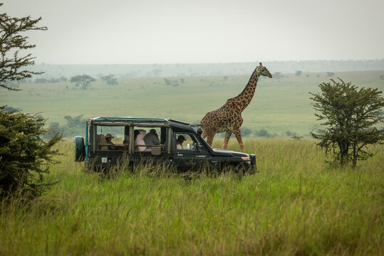 Masai giraffe walks past truck in grassland
