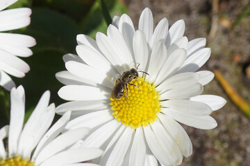 Obraz premium Small bee of the genus Lasioglossum, family Halictidae on a flower of common daisy Bellis perennis, family Asteraceae. Spring, March, Dutch garden. Netherlands.