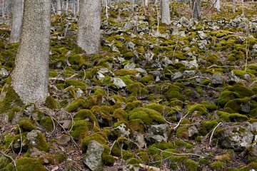 Basalt auf dem Geisingberg im Osterzgebirge