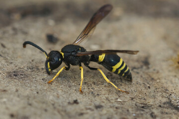 Closeup of the Early mason wasp, Ancistrocerus nigricornis