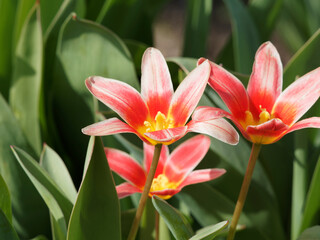 Tulipes de Kaufmann 'Fashion' ou  tulipa kaufmanniana à pétales étoilées ou ressemblant à des nénuphars de couleur rose saumon, lavé de rouge à coeur jaune, feuillage vert, marbré de pourpre
