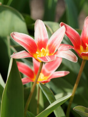 Tulipe de Kaufmann 'Fashion' ou  tulipa kaufmanniana vue de près à floraison étoilée, élégante et lumineuse rose, saumon lavé de rouge