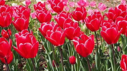 Obraz premium チューリップ