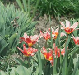 (Tulipa kaufmanniana) Gros plan sur une fleur de tulipe botanique  'Fashion' de forme étoilée ou...