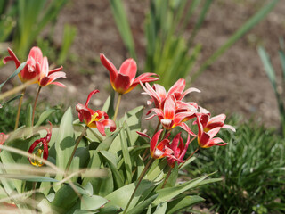 Tulipe botanique kaufmanniana 'Fashion' à corolle arrondie aux coloris éclatants rouge, rose saumon et jaune à la base dans un feuillage vert marbré de pourpre