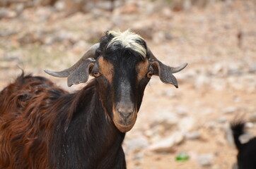Mountain goat watching from close range