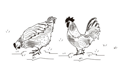 Chicken sketch hand drawn - Vector