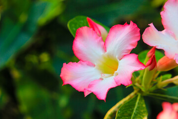 Desert Rose or Impala Lily flower in the garden